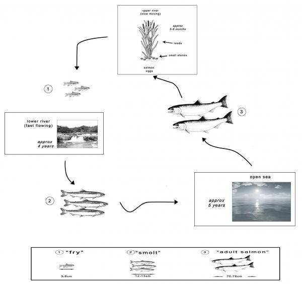 This species originally hatch in fresh water, then live in the sea when