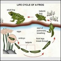 Frog's life cycle involves about seven steps which start from eggs ...