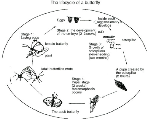  Life cycle of a Butterfly