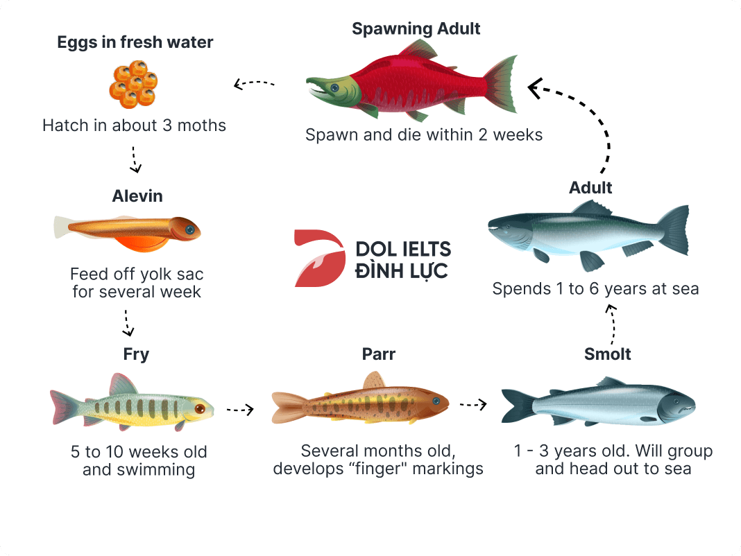 The diagram below shows the life cycle of a salmon.